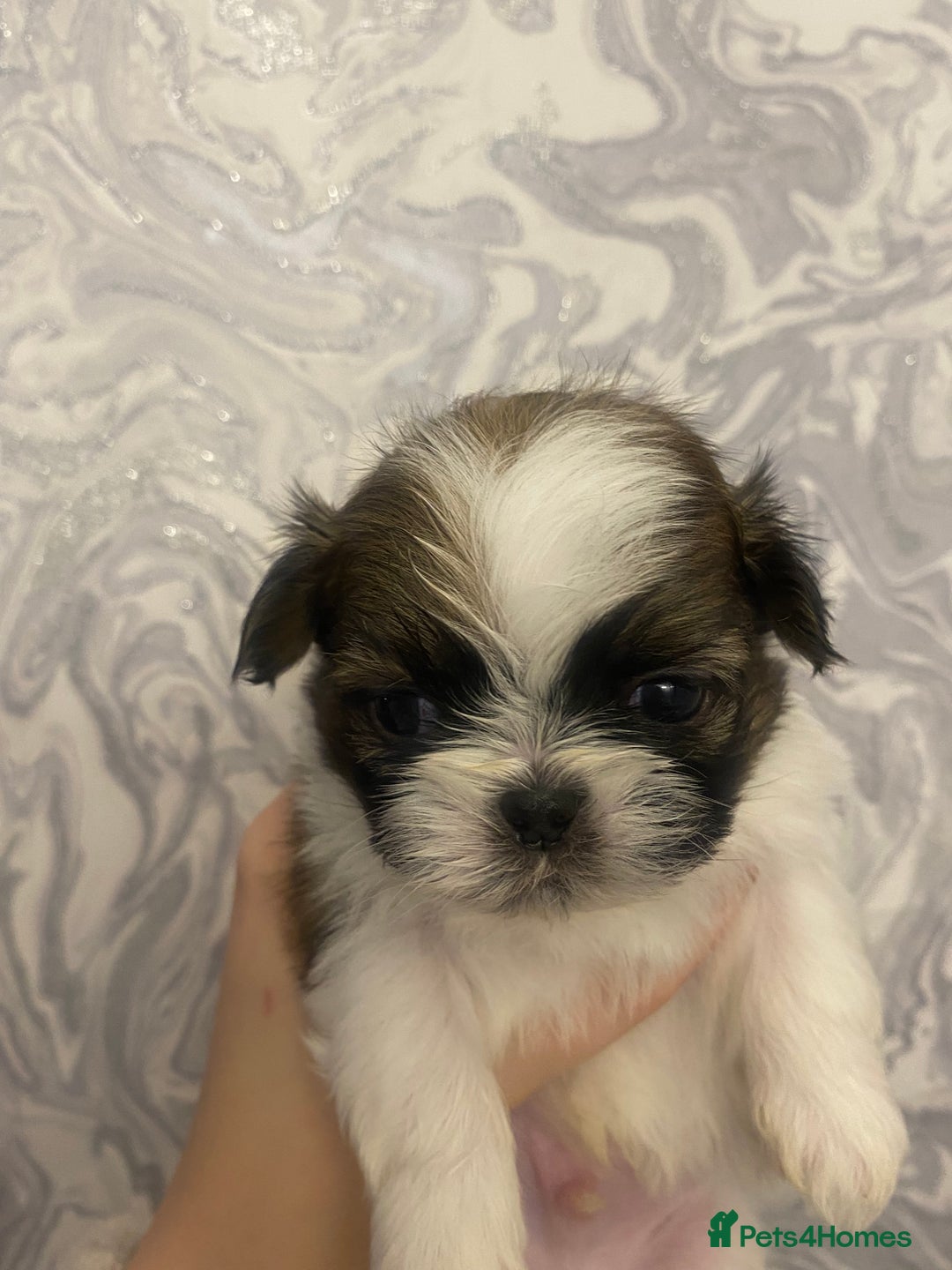 Shih Tzu dogs for sale: Imperial shitzhu pups  born on the 17 of October - Image 8