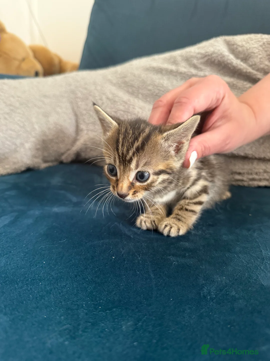 Mixed Breed cats for sale: Beautiful kittens looking for loving homes  - Advert 1