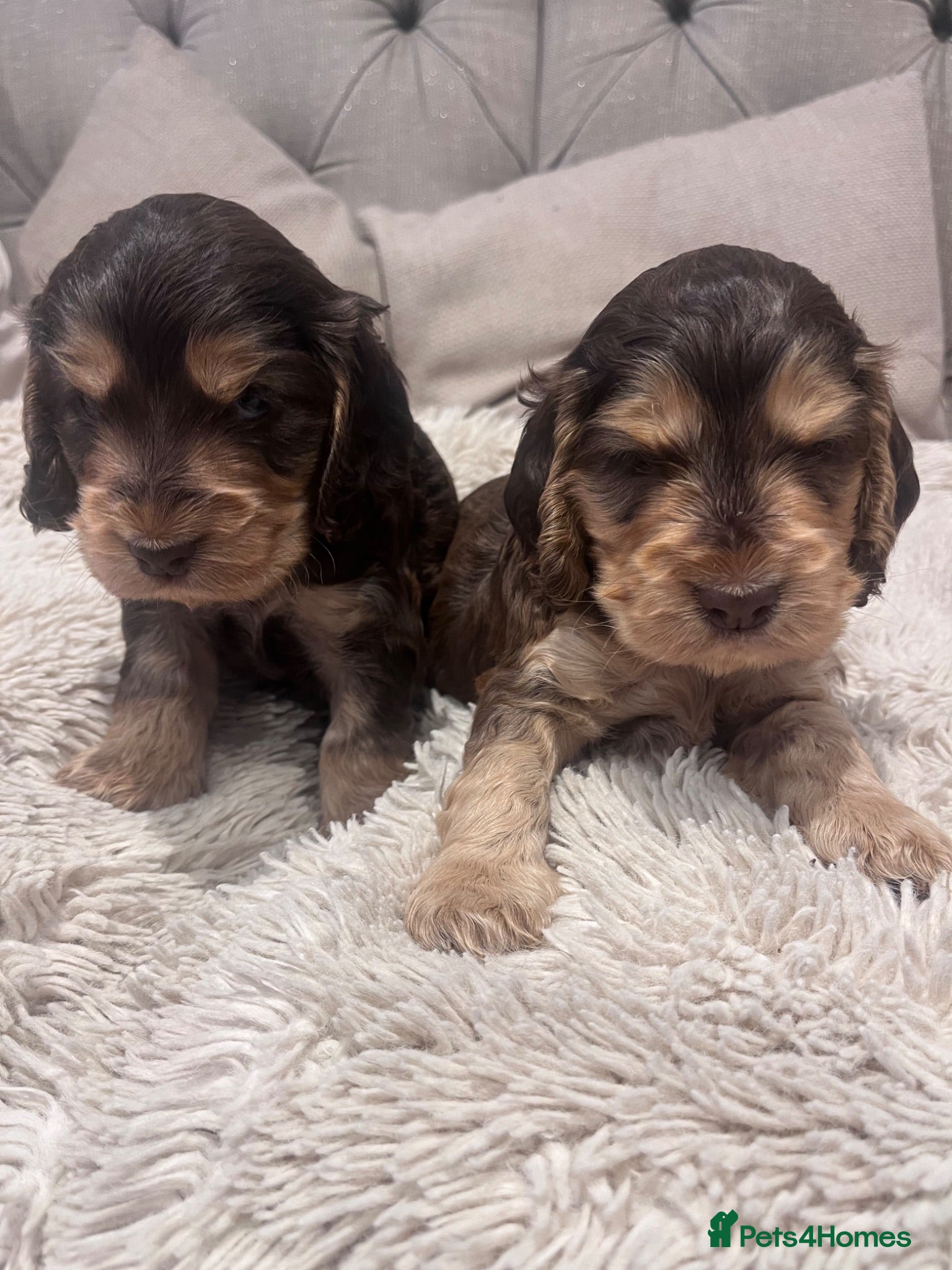 Cocker Spaniel dogs EASTDRAY X SIMBAWOOD GOLDEN GIRLS CHOC SABLE BOYS - Advert 1