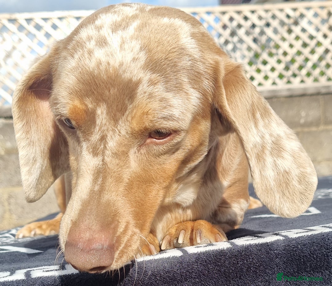 Dachshund dogs for sale: Beautiful Adult Feamel  - Image 7