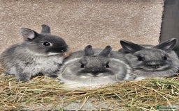 Netherland Dwarf rabbits for sale: Smoke Pearl Netherland Dwarfs all bucks  - Image 4