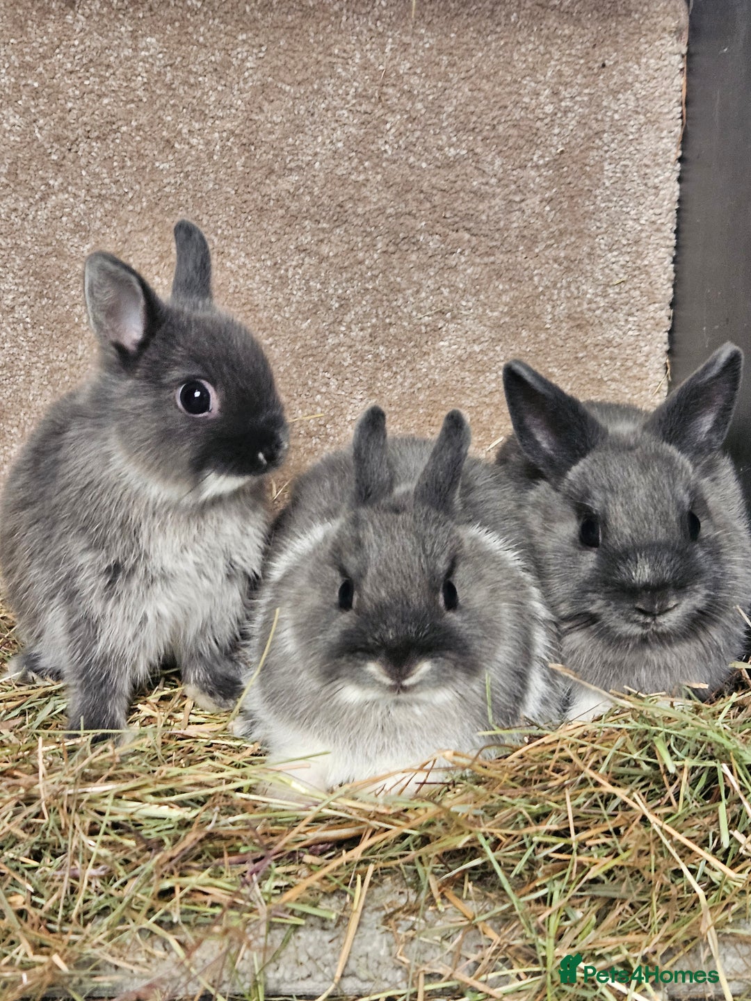 Netherland Dwarf rabbits for sale: Smoke Pearl Netherland Dwarfs all bucks  - Image 4