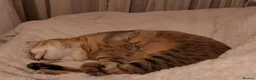 Savannah cats for sale: Archie - Advert 4