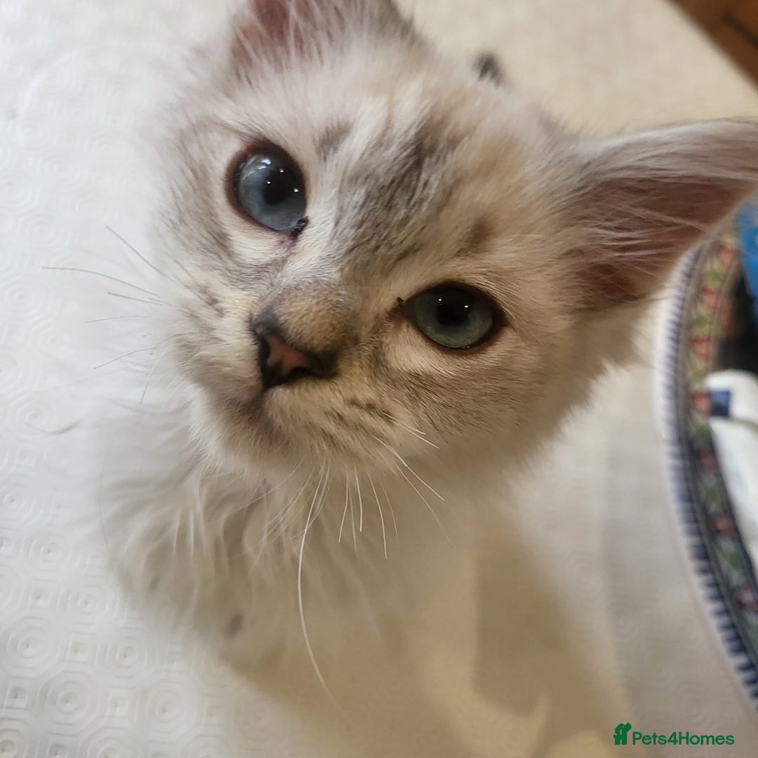 Ragdoll cats for sale:  ragdoll - Image 21