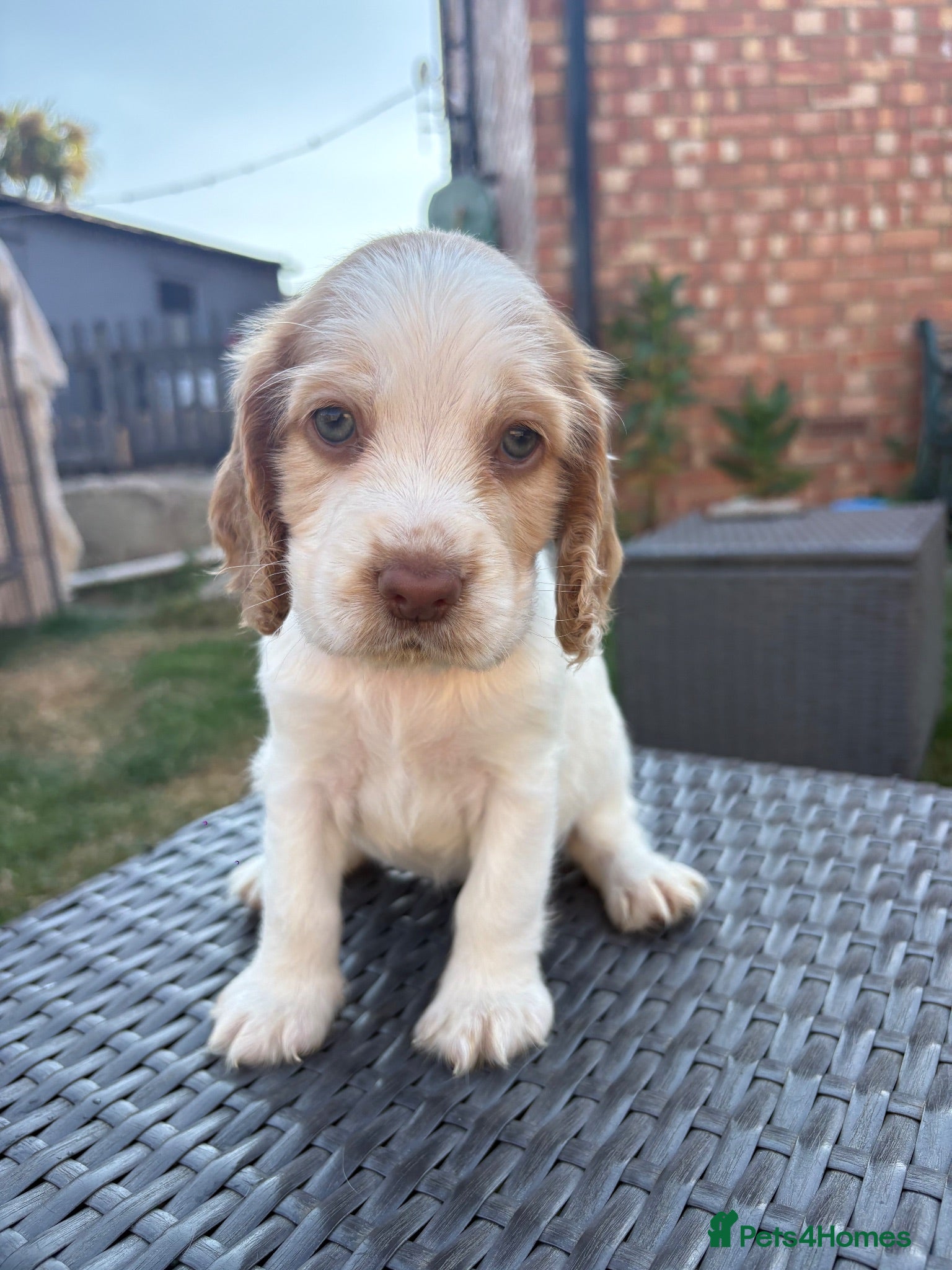 Cocker Spaniel dogs Cocker spaniel puppies from health tested parents  - Advert 11