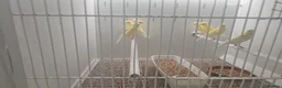 Canaries birds for sale: Canaries for sale  - Advert 7