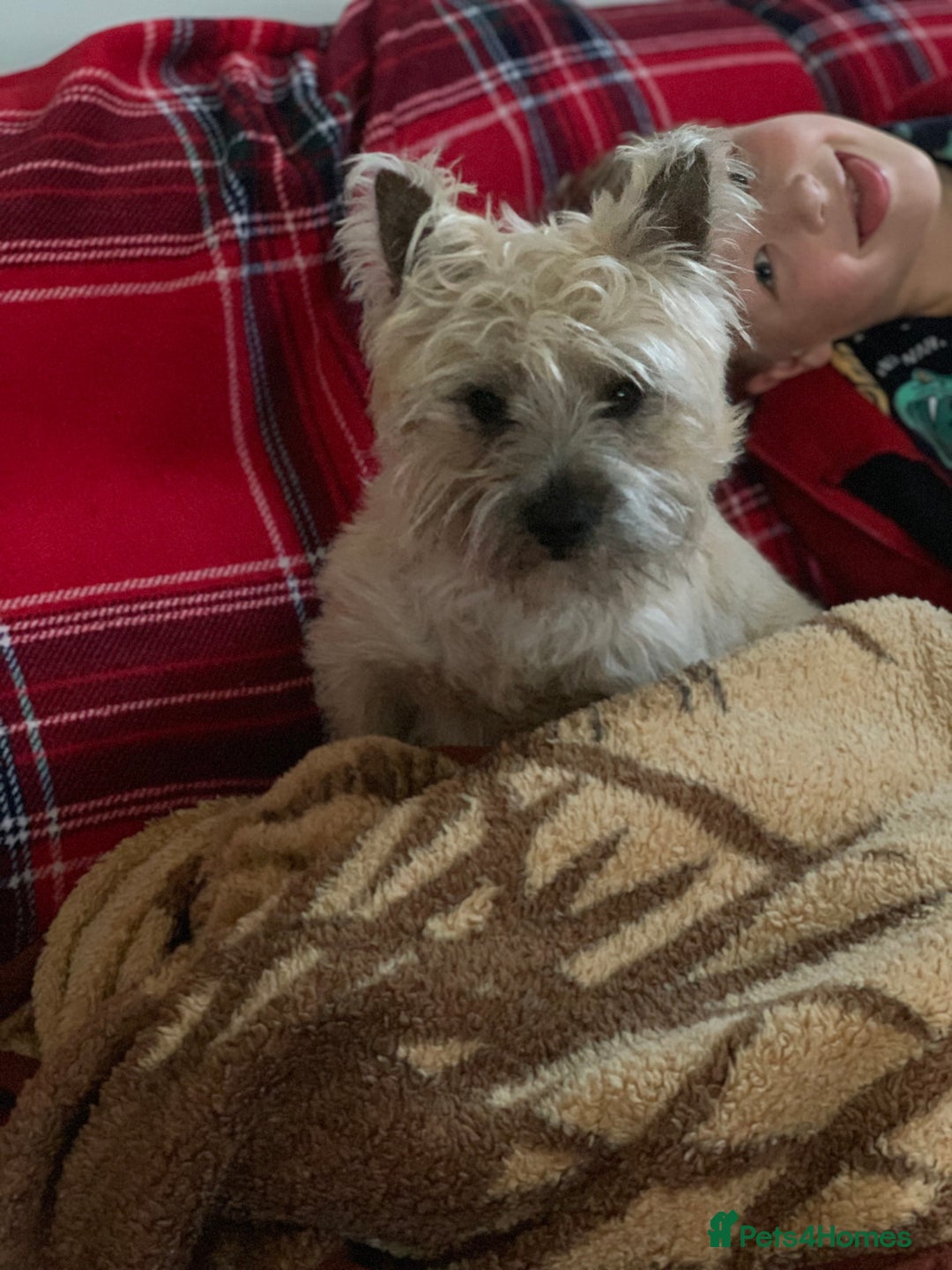 Cairn Terrier dogs for stud: kc registered cairn terrier for stud in Waterlooville - Advert 5