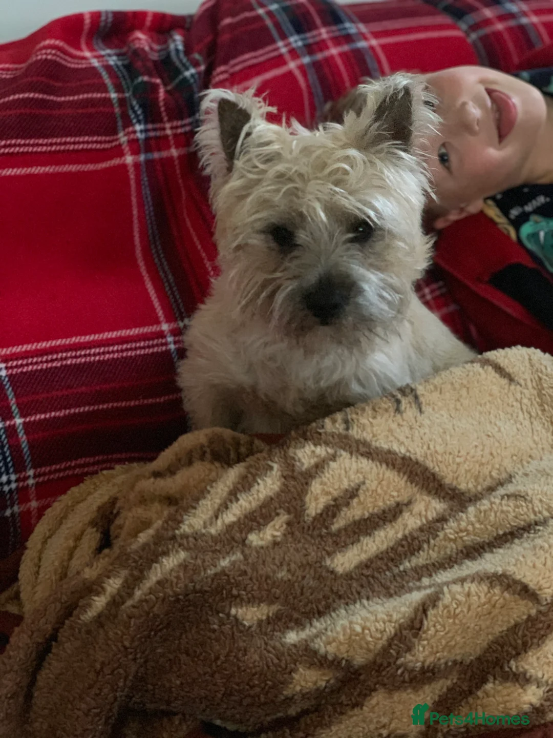 Cairn Terrier dogs for stud: kc registered cairn terrier for stud in Waterlooville - Advert 5