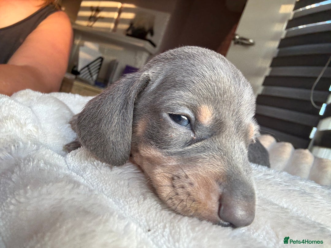 Dachshund dogs for sale: ⭐️KC reg miniature ⭐️stunning litter Dachshunds  - Image 7