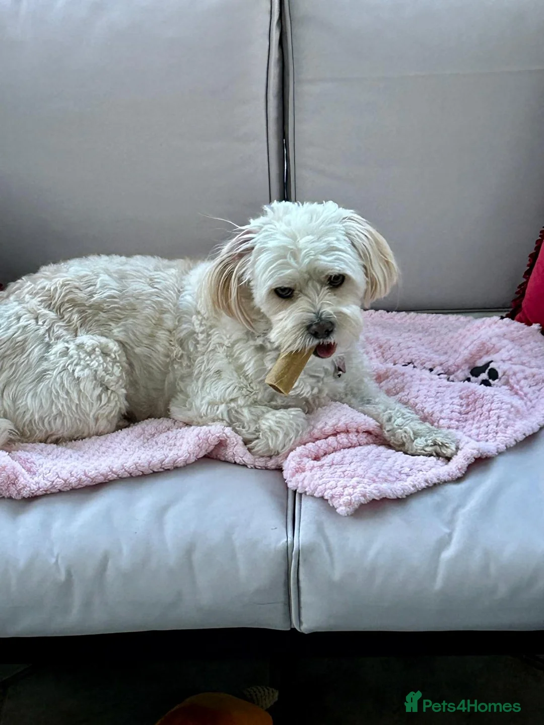 Mixed Breed dogs for adoption: Dixie is a beautiful 3.5 year old Poodle cross - Advert 12