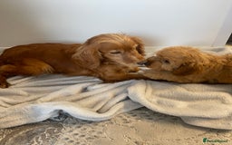 Cockapoo dogs for sale: 1 outstanding boy available  - Image 13
