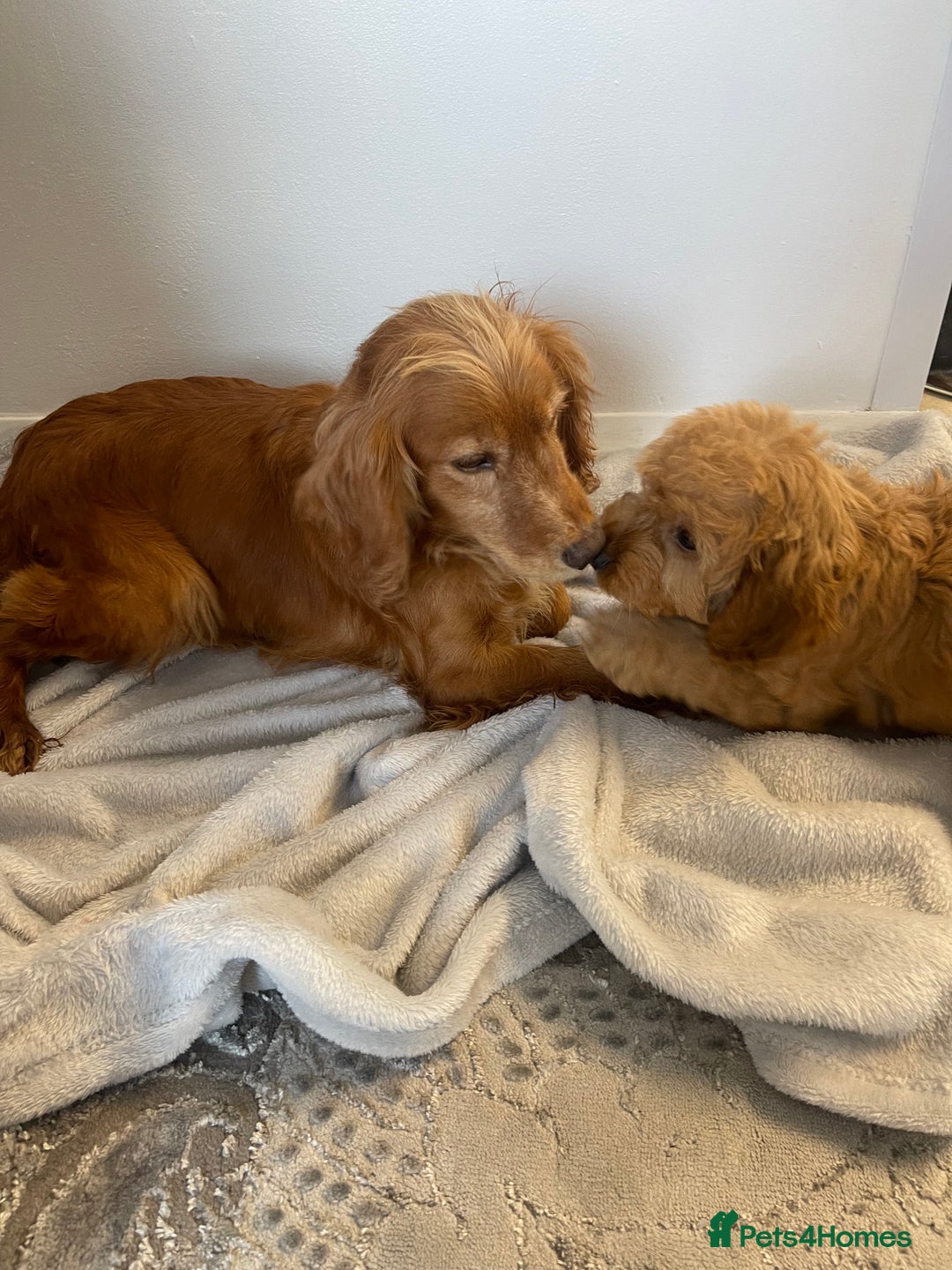 Cockapoo dogs for sale: 1 outstanding boy available  - Image 13