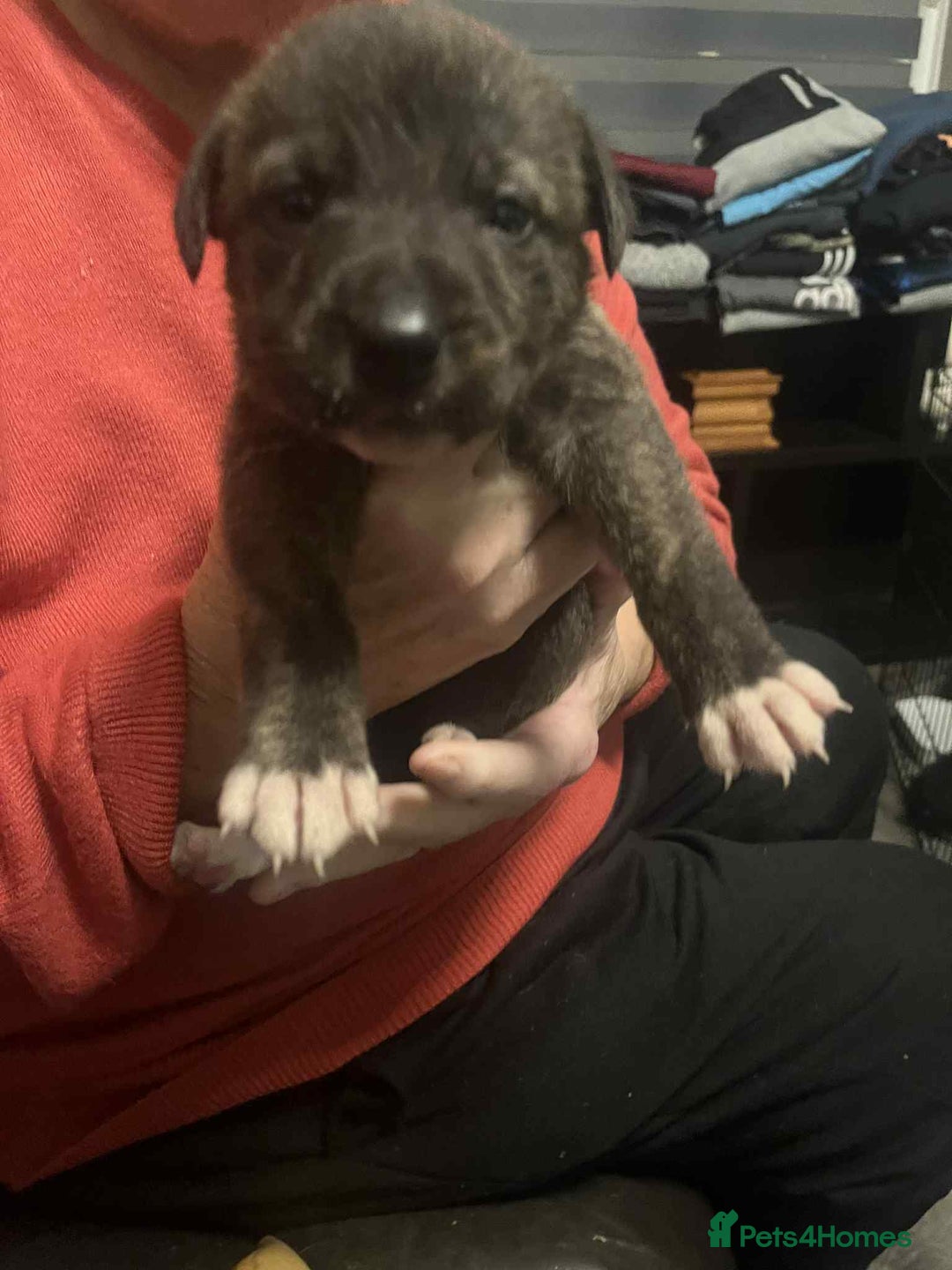 Mixed Breed dogs for sale:  German shepherd x staffy x Rottweiler  - Advert 10