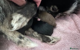 Pomeranian dogs for sale: Beautiful Poms ready 13th September - Image 10