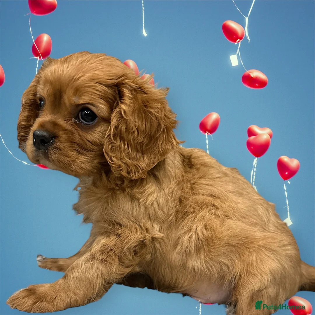 Cavalier King Charles Spaniel dogs for sale: **KC REGISTERED DNA CLEAR 🧬 CAVALIER PUPPIES** - Advert 13