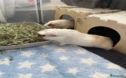 Guinea Pig rodents for sale: Two beautiful & very friendly female Guinea Pigs - Image 2