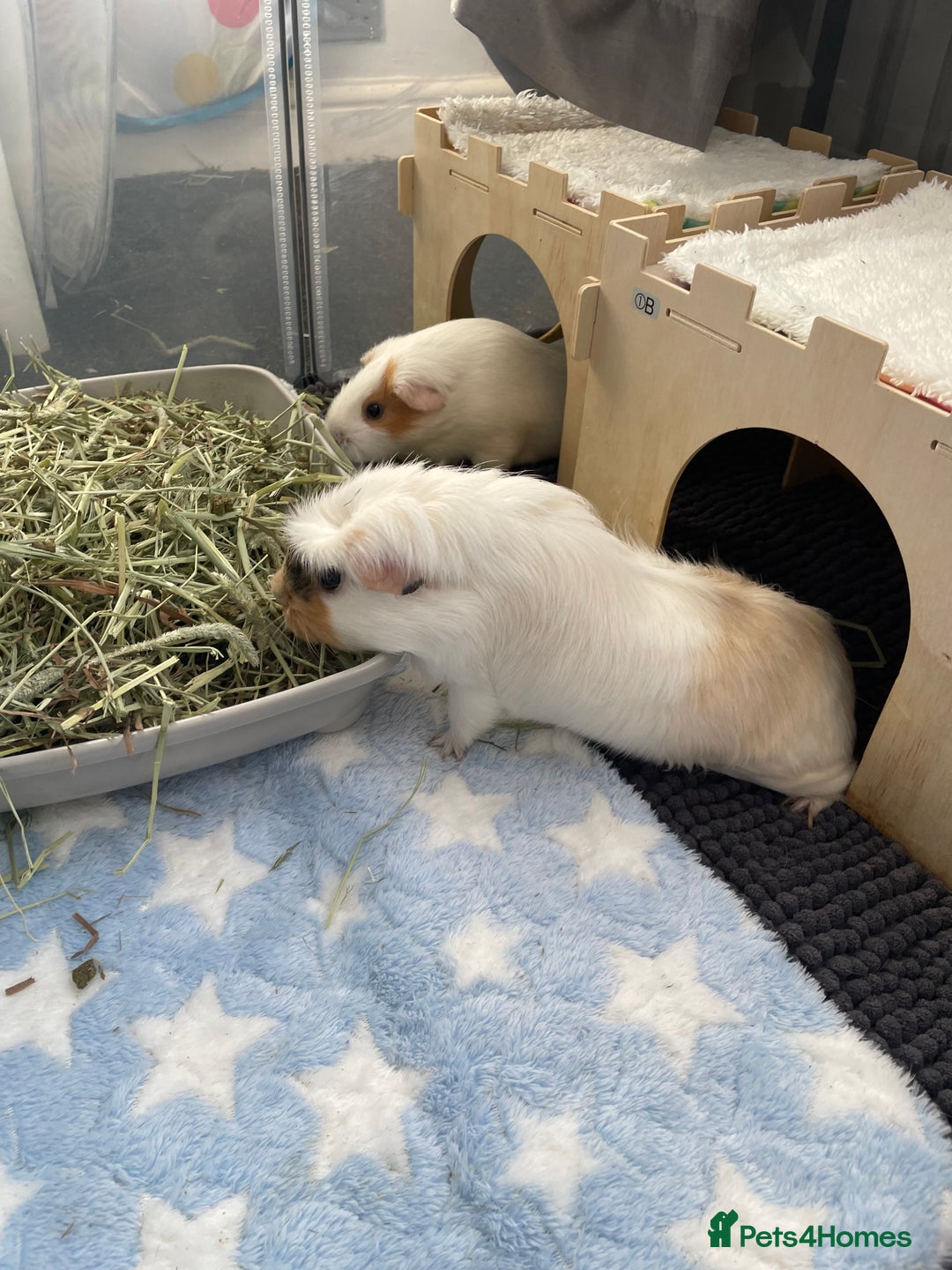 Guinea Pig rodents for sale: Two beautiful & very friendly female Guinea Pigs - Image 2