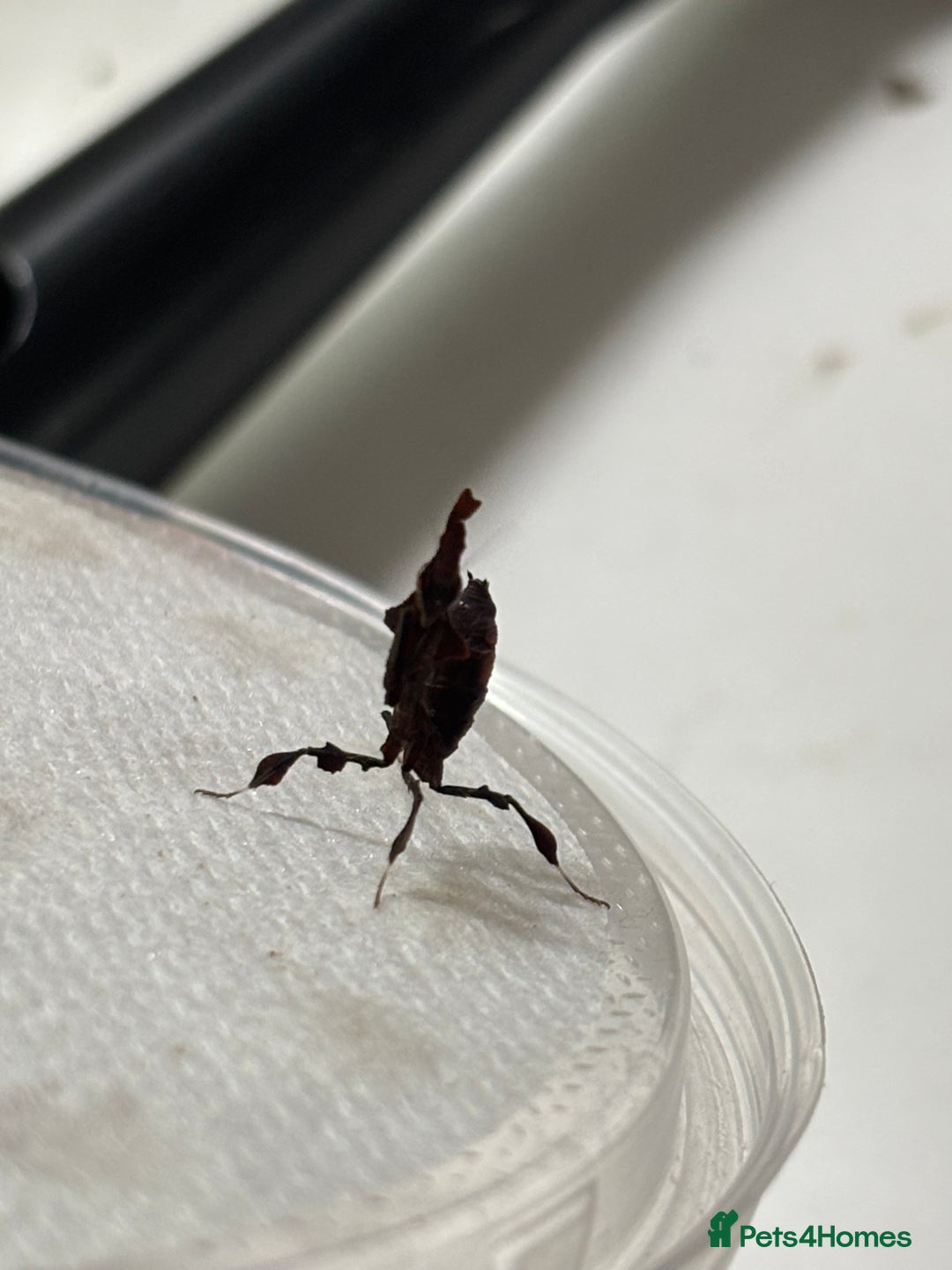 Praying Mantis invertebrates for sale: Female ghost mantis (Phyllocrania paradoxa) - Image 2