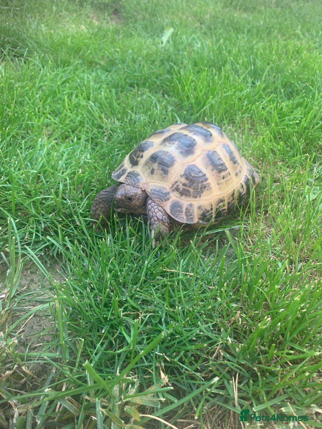 Tortoise reptiles for sale: Horsefield Tortoise - Image 3