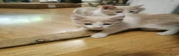 Mixed Breed cats for sale: Beautiful 11-week-old kittens looking for  in Hungerford - Advert 3