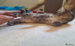 Mixed Breed cats for sale: Kittens available  - Image 11