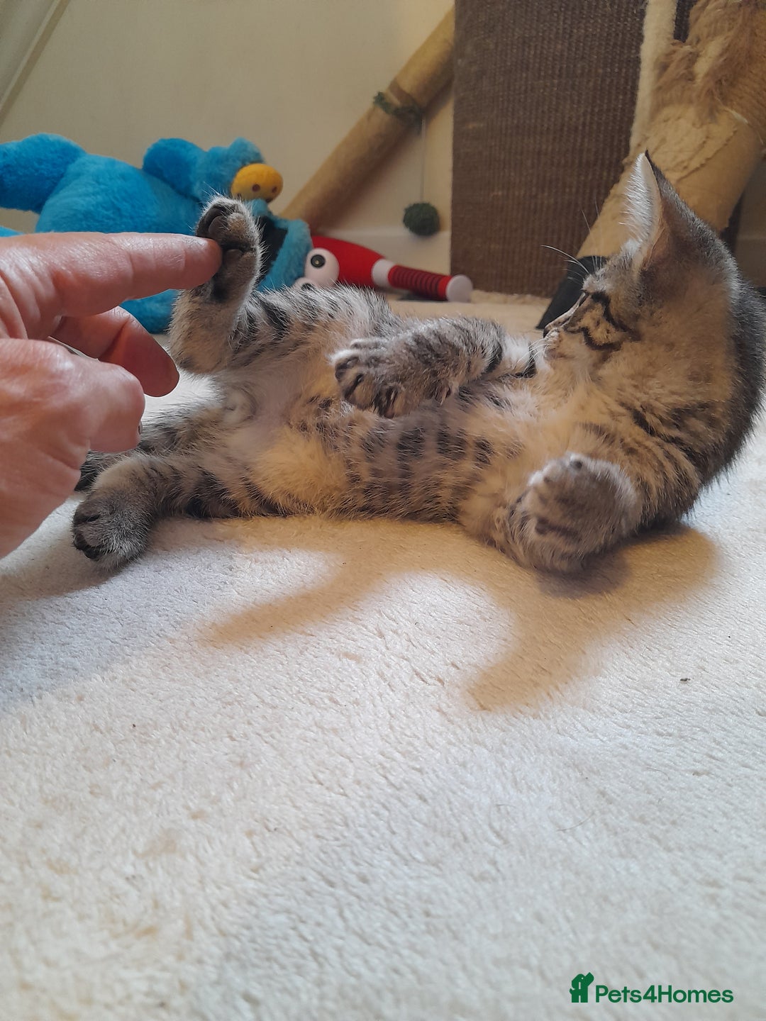 Mixed Breed cats for sale: Kittens available  - Image 11