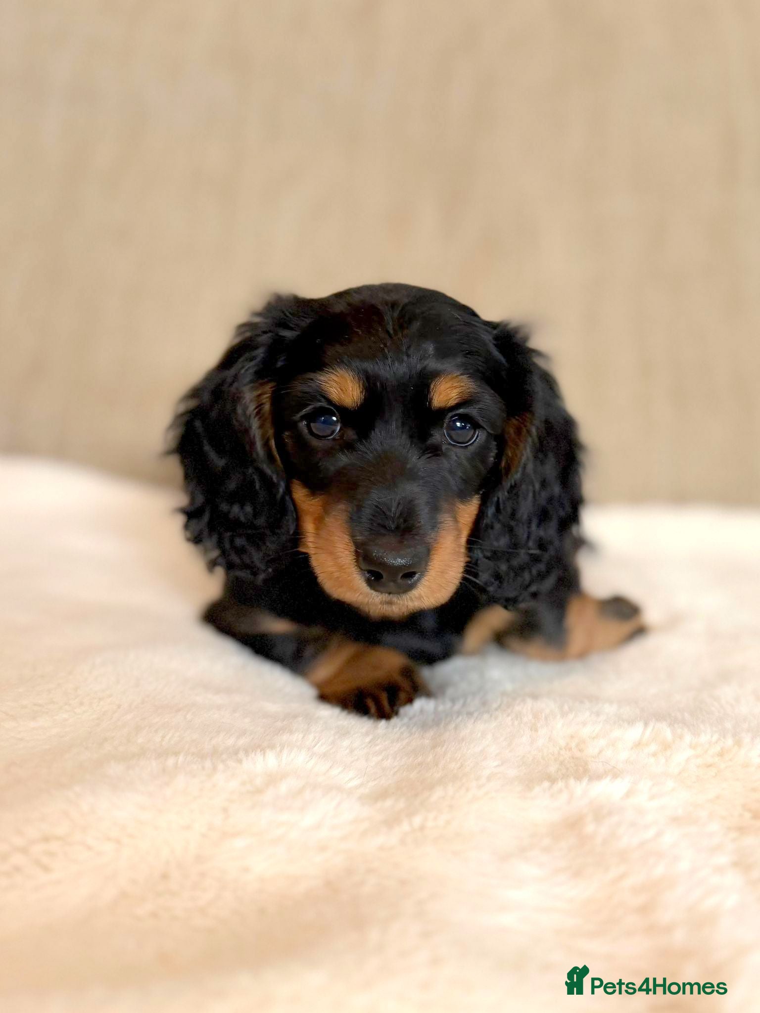 Miniature Dachshund dogs 🌟Dapple & Black Tan PRA Clear KC reg – June 26🌟 - Advert 2