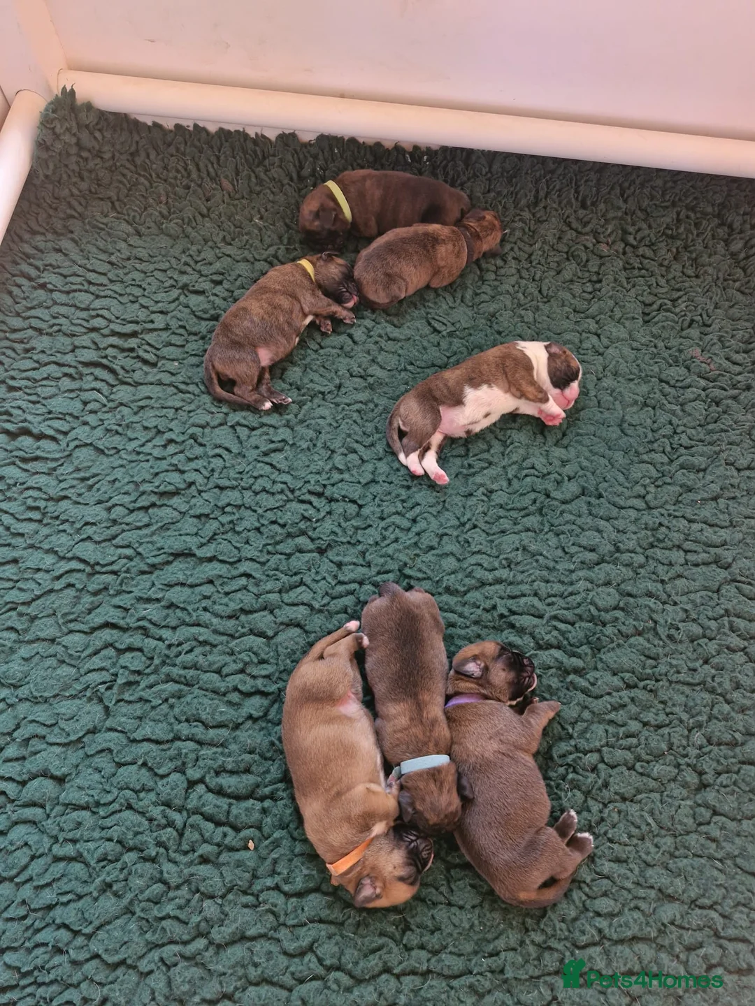 Boxer dogs for sale: GORGEOUS KC PUPPIES  - Advert 16