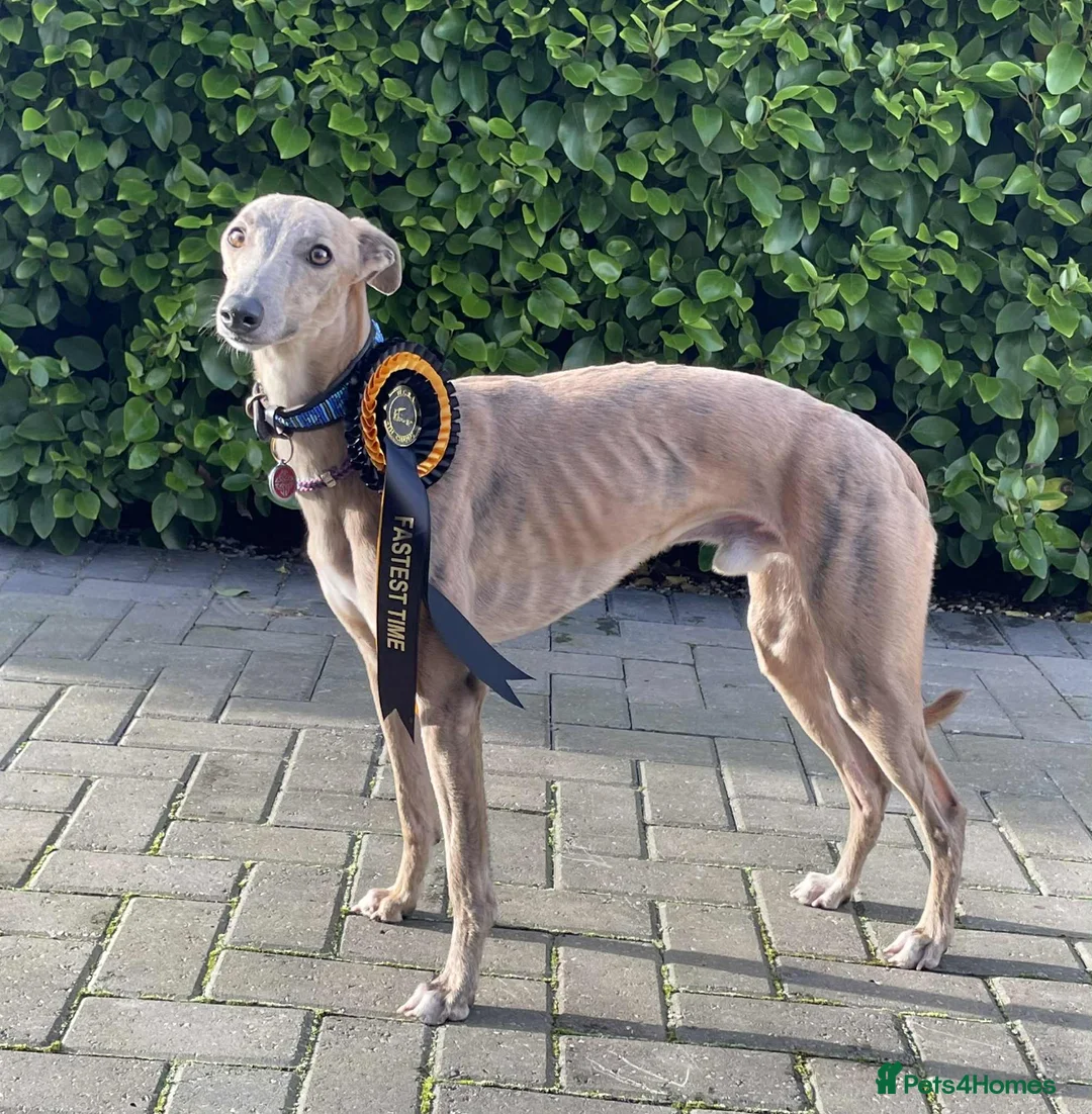 Whippet dogs for sale: KC Whippet Puppies - Champion Lines - Advert 27