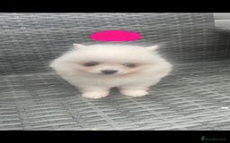 Pomeranian dogs for sale: Pomeranian Pups - Image 5