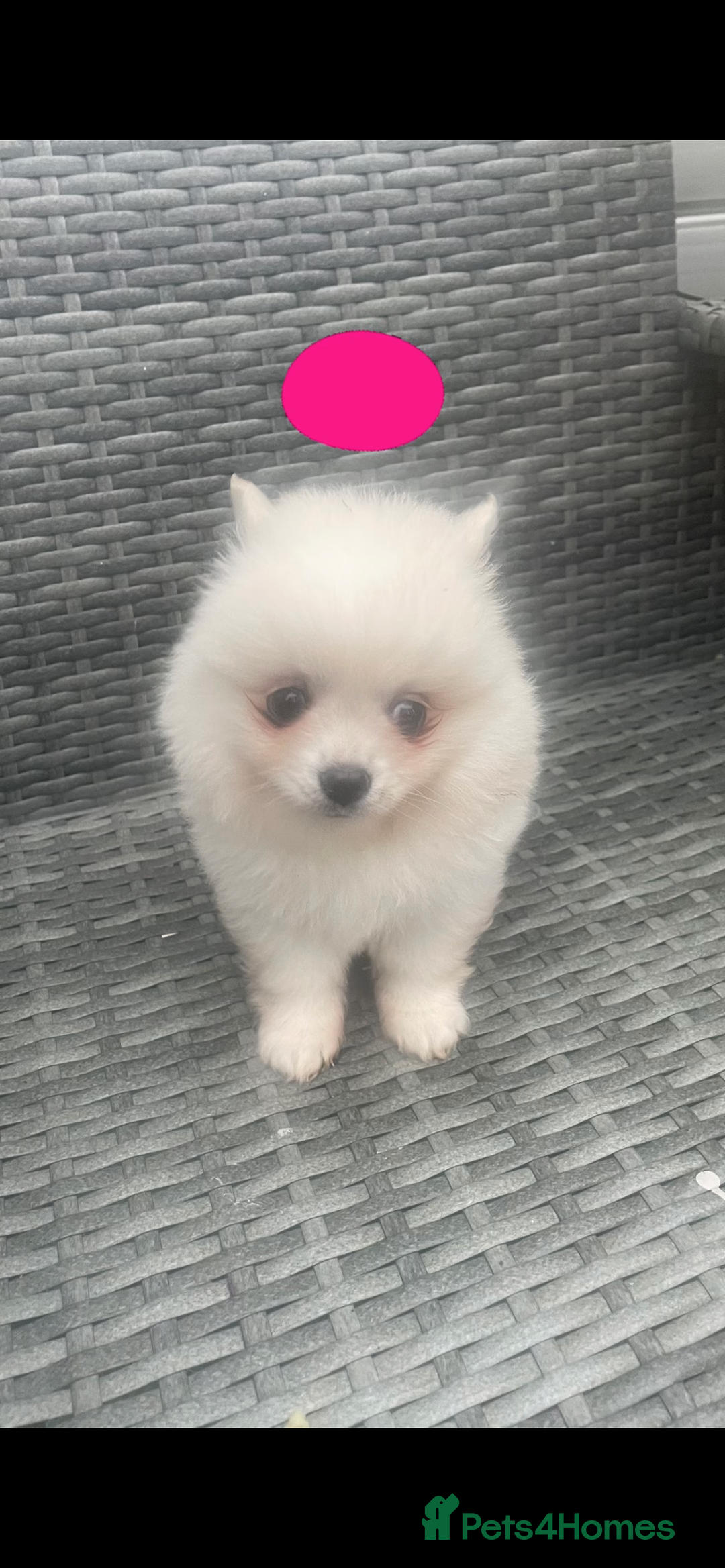 Pomeranian dogs for sale: Pomeranian Pups - Image 5