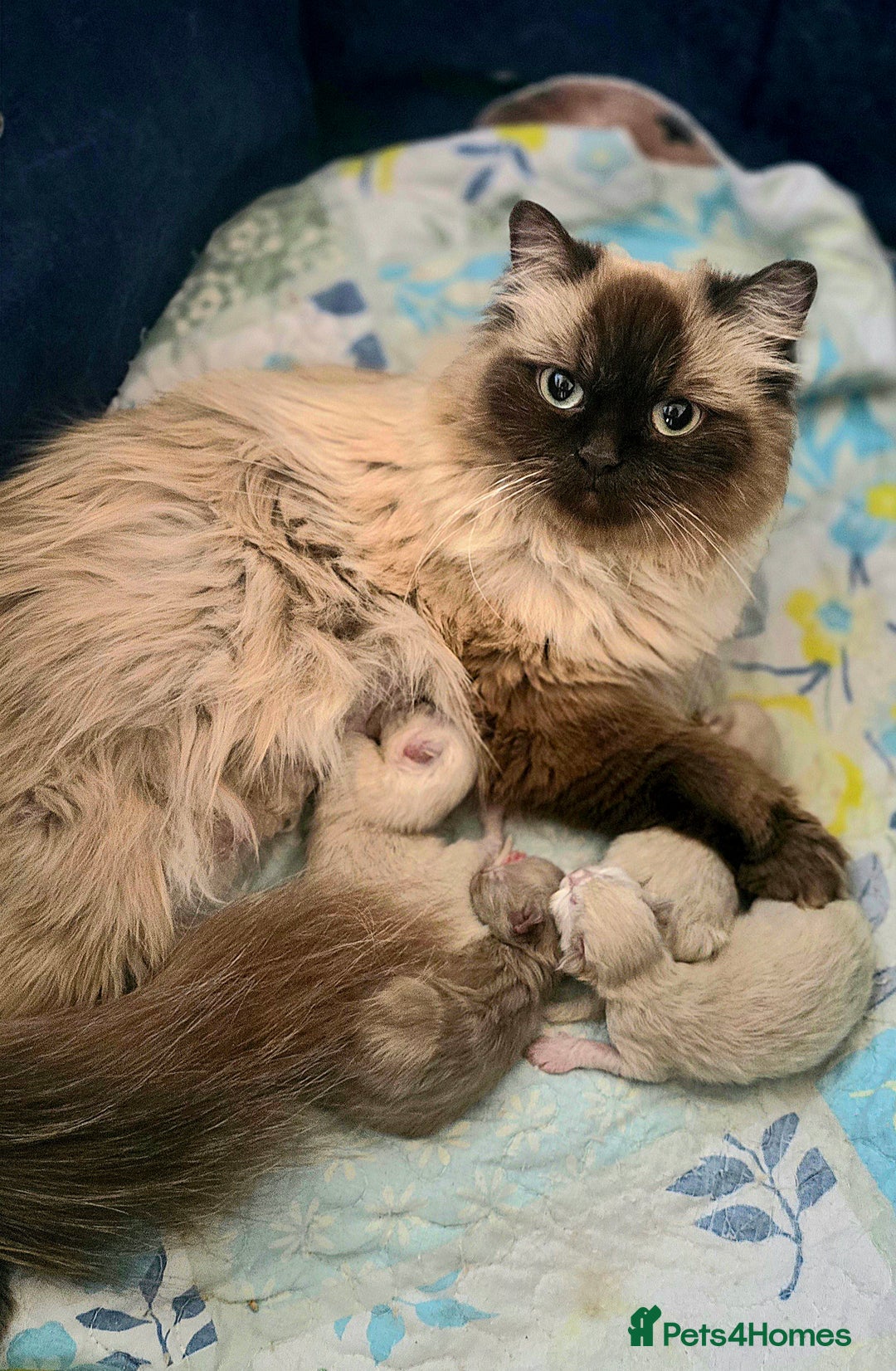 Himalayan cats for sale: PEDIGREE Himilayan Persian kittens - Image 3