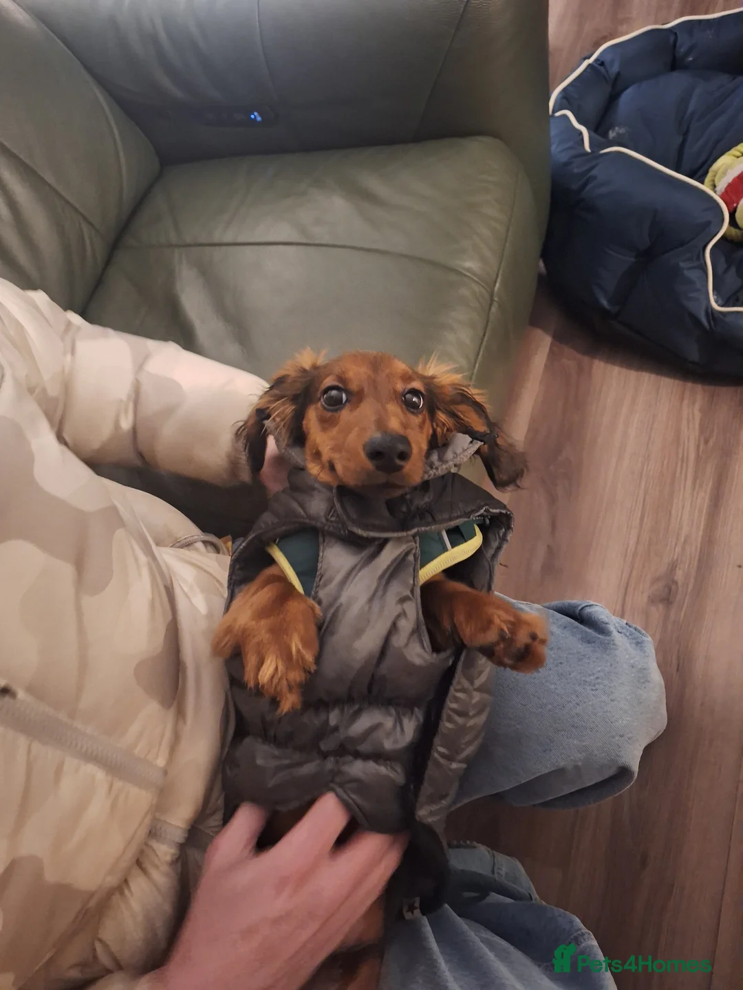 Miniature Dachshund dogs for sale: 6 month miniature long hair dachshund - Advert 2