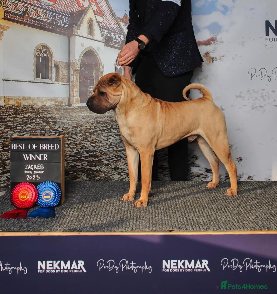 Shar Pei dogs for stud: Champion Shar Pei Stud in Doncaster - Advert 6