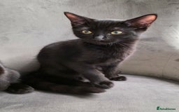 Mixed Breed cats for sale: Ragdoll cross male kitten - Image 20