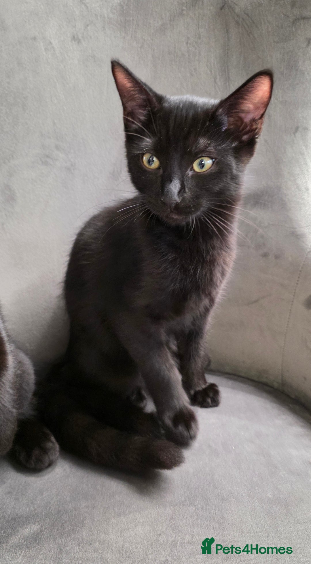 Mixed Breed cats for sale: Ragdoll cross male kitten - Image 20