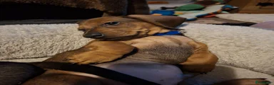 Miniature Dachshund 2