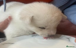 Siberian Husky dogs for sale: Gorgeous Husky puppies - Image 16