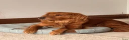 Golden Retriever dogs for sale: KC reg Dark Golden Retriever Pups - Advert 10