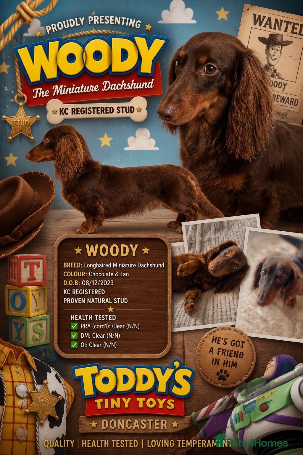 Miniature Dachshund dogs  Stunning chocolate and tan boy - Advert 18