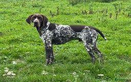 German Shorthaired Pointer dogs for stud: For Stud GSP Liver & White in Bracknell - Image 10