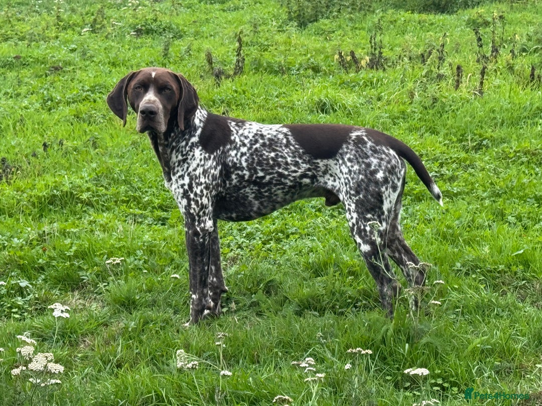 German Shorthaired Pointer dogs for stud: For Stud GSP Liver & White in Bracknell - Image 10
