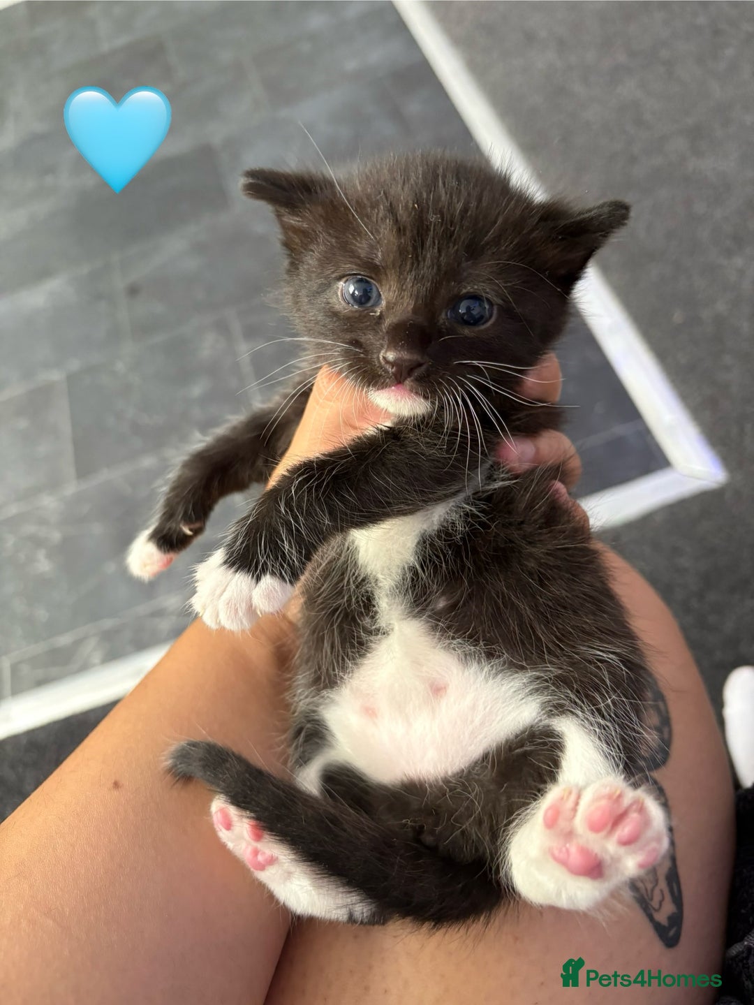 British Longhair cats for sale: Fluffy kittens for sale - Image 1
