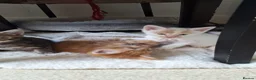 Bengal cats for sale: Beautiful kittens for sale  in Nottingham - Advert 3