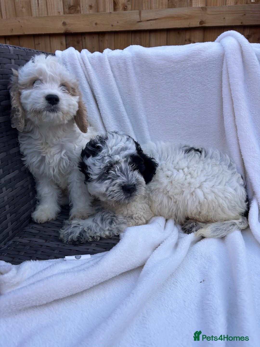 Cockapoo dogs for sale: F1 toy cockapoo puppies - Image 1