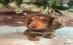 Miniature Dachshund dogs for sale: Outstanding long haired dachshund - Image 5
