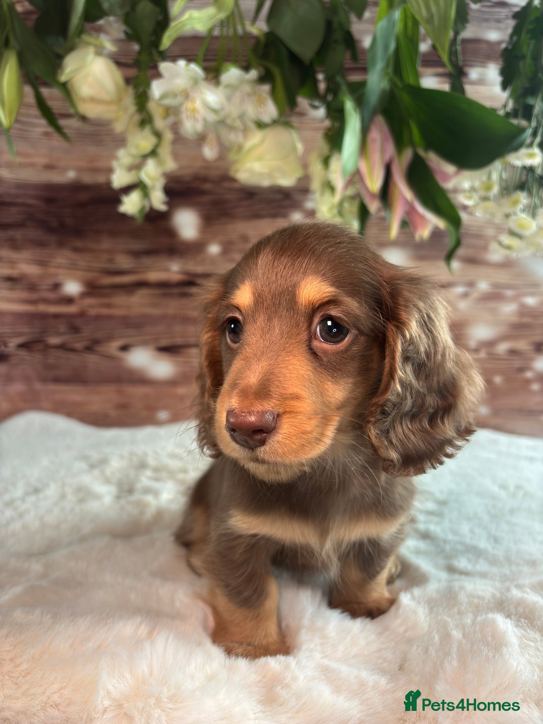 Miniature Dachshund dogs for sale: Outstanding long haired dachshund - Image 5