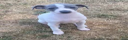 Italian Greyhound dogs for sale: Italian greyhounds - Advert 10