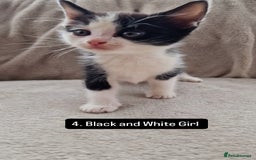 Mixed Breed cats for sale: Kittens - Image 5