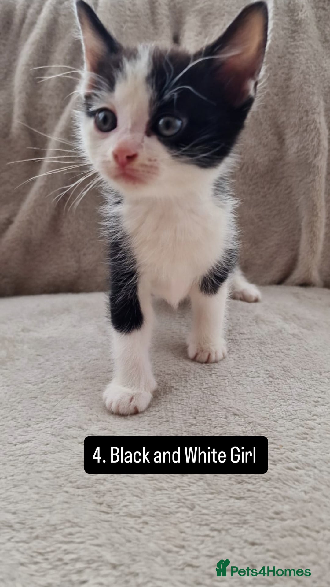 Mixed Breed cats for sale: Kittens - Image 5